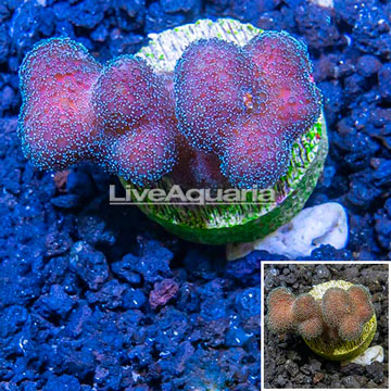 LiveAquaria® Cultured Stylophora Coral