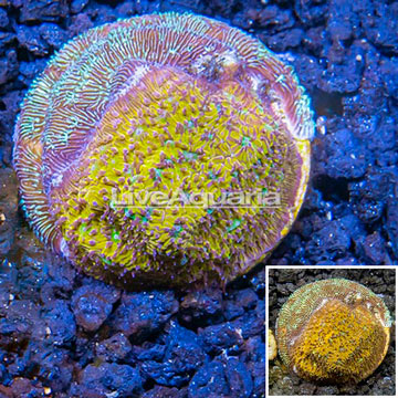 LiveAquaria® Cultured Leptoseris Coral