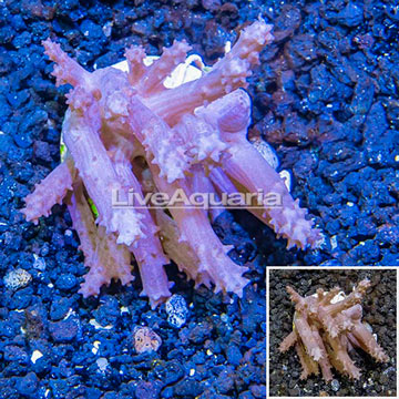 LiveAquaria® Cultured Tree Coral