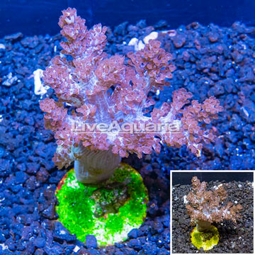  LiveAquaria® Cultured Pineapple Tree Coral