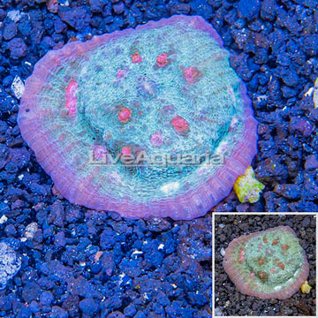 LiveAquaria® Cultured Ultra Chalice Coral