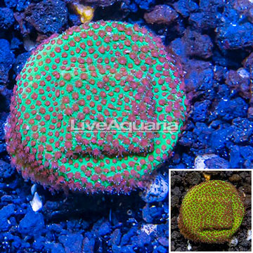 USA Cultured Screamin Demon Porites Coral