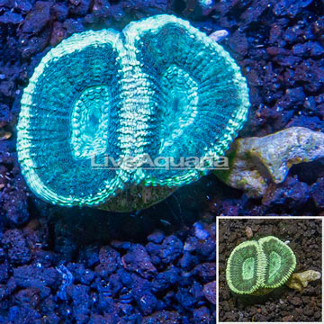 LiveAquaria® Cultured Goniastrea Coral