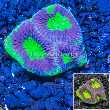 LiveAquaria® Cultured Goniastrea Brain Coral