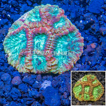 LiveAquaria® Cultured Favia Coral