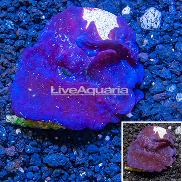 LiveAquaria® Cultured Photosynthetic Plating Blue Sponge