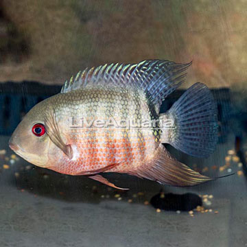 Tiger Severum Cichlid