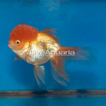 Oranda Goldfish