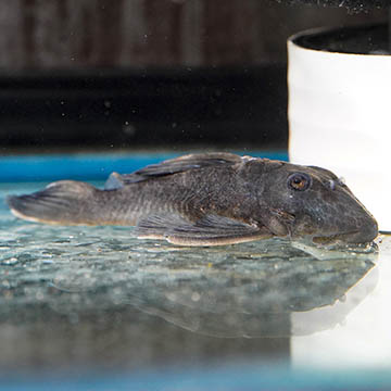 Blue Panaque (L-239) Plecostomus 4