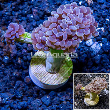 LiveAquaria® Cultured Hammer Coral