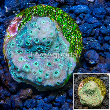 LiveAquaria® Cultured Pavona Coral