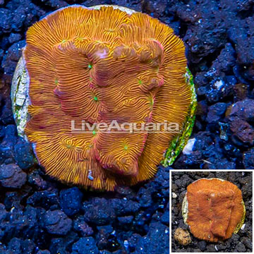 LiveAquaria® Cultured Leptoseris Coral