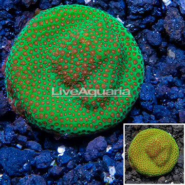 USA Cultured Screamin Demon Porites Coral