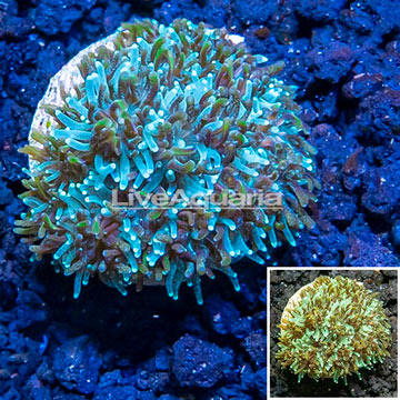 LiveAquaria® Cultured Galaxea Coral