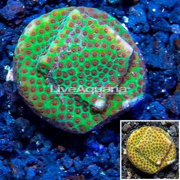 USA Cultured Screamin Demon Porites Coral