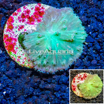 LiveAquaria® Cultured Green Cabbage Leather Coral