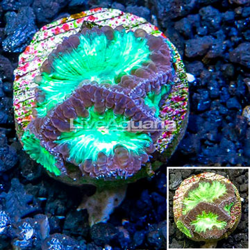 LiveAquaria® Cultured Blastomussa Coral