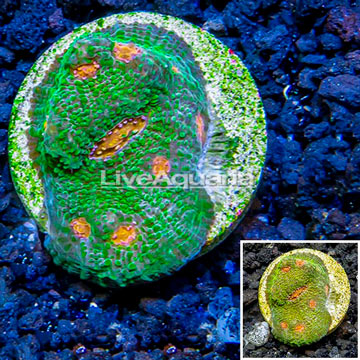 LiveAquaria® Cultured Ultra Chalice Coral