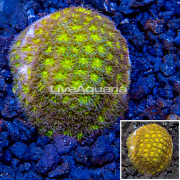 LiveAquaria® Cultured Leptastrea Coral