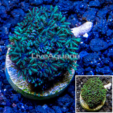 LiveAquaria® Cultured Sympodium Polyps