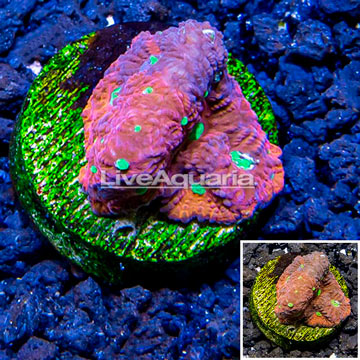 LiveAquaria® Cultured War Coral