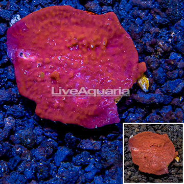 LiveAquaria® Cultured Photosynthetic Plating Red Sponge