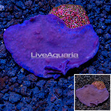 LiveAquaria® Cultured Photosynthetic Plating Blue Sponge