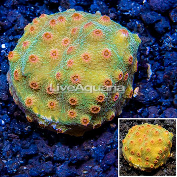 LiveAquaria® Cultured Cyphastrea Frag