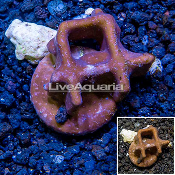 LiveAquaria® Cultured Blue Ridge Coral