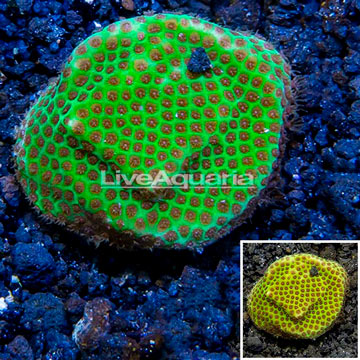 USA Cultured Screamin Demon Porites Coral