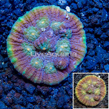 LiveAquaria® Cultured Ultra Chalice Coral