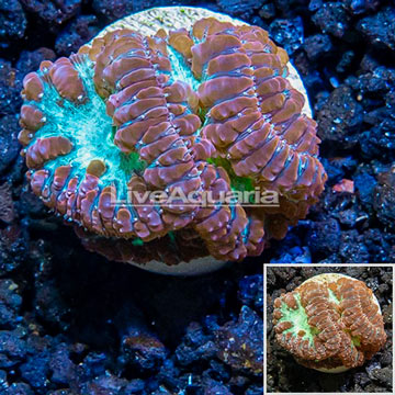 LiveAquaria® Cultured Blastomussa Coral