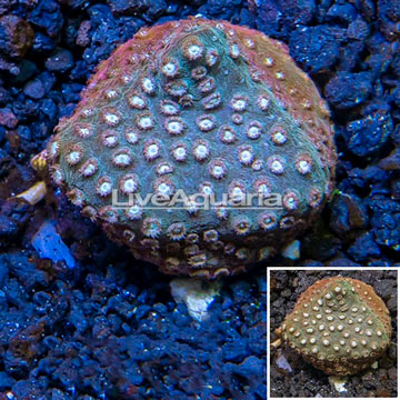 LiveAquaria® Cultured Cyphastrea Frag