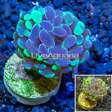 LiveAquaria® Cultured Hammer Coral