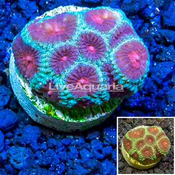 LiveAquaria® Cultured Favia Coral