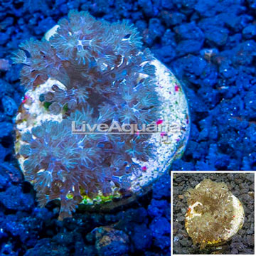 LiveAquaria® Cultured Pineapple Tree Coral