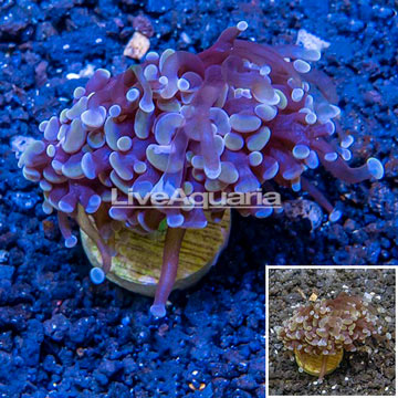 LiveAquaria® Cultured Hammer Coral