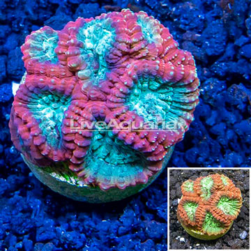 LiveAquaria® Cultured Favia Coral