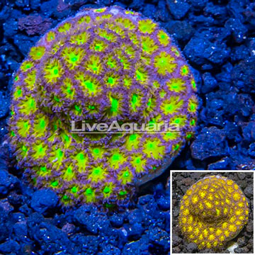 LiveAquaria® Cultured Leptastrea