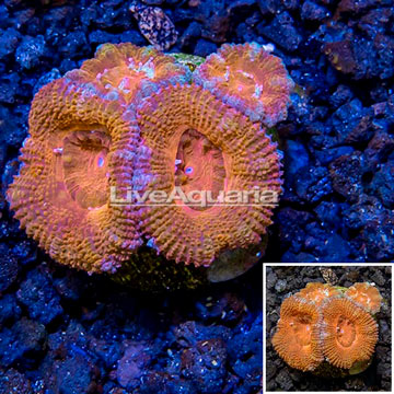 LiveAquaria® Cultured Acan Lord Coral