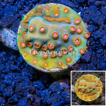 LiveAquaria® Cultured Cyphastrea Frag