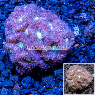 LiveAquaria® Cultured Blastomussa Coral