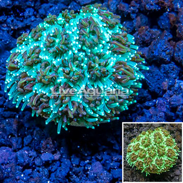 LiveAquaria® Cultured Galaxea Coral