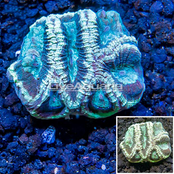 LiveAquaria® Cultured Goniastrea Brain Coral