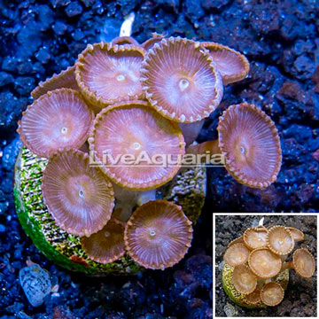 LiveAquaria® Cultured Protopalythoa Coral