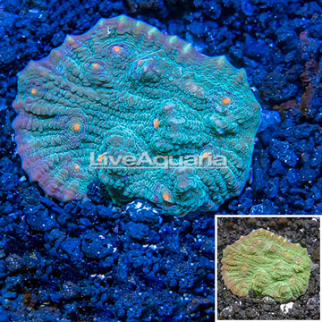 LiveAquaria® Cultured Ultra Chalice Coral