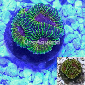 LiveAquaria® Cultured Acan Lord Coral