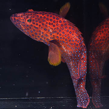 Miniatus Grouper, 10