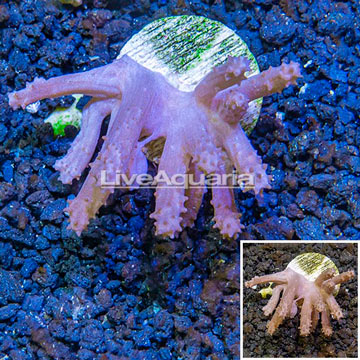 LiveAquaria® Cultured Tree Coral