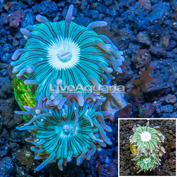 LiveAquaria® Cultured Ultra Duncan Coral